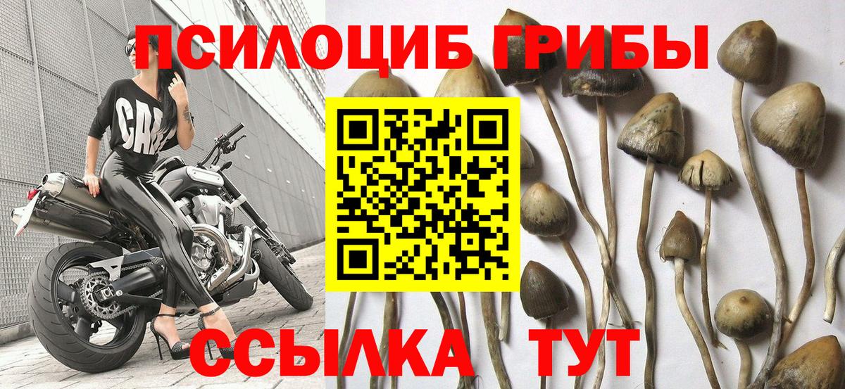 Псилоцибиновые грибы мицелий Энгельс